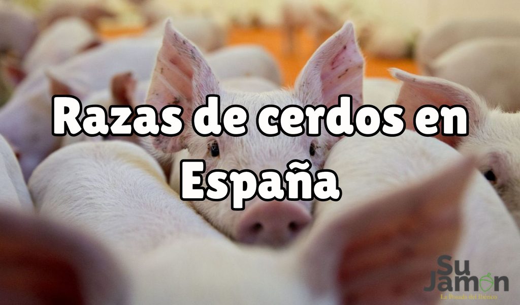 Razas de cerdos en España